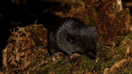 A specimen of spiny mouse (Scolomys sp.), a species discovered on a Conservation International Rapid Assessment expedition into the Alto Mayo Landscape in Peru, is pictured, June 16, 2022. Conservation International/photo by Ronald Diaz/Handout via REUTERS