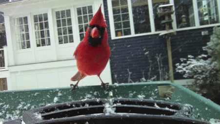 This photo courtesy of Judy Ashley shows a cardinal on her bird feeder in Ipswich, Massachusetts, 20 December 2024. Photo: UNB 