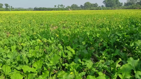 The growing enthusiasm for mustard farming in Koyra, combined with supportive measures from the government and agriculture offices, paints an optimistic picture for the future of this vital crop. Photo: UNB