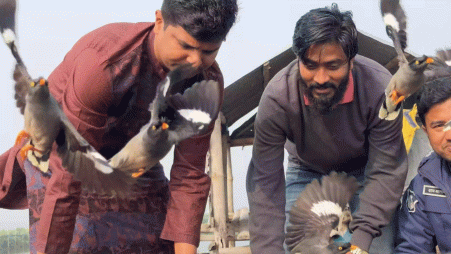 The birds, identified as Jhut Shalik, were released back into their natural habitat in a beel (lake-like wetland). Photo: UNB