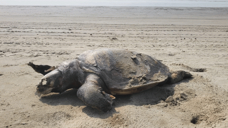 A turtle lying dead on Cox's Bazar sea beach on 29 January. Photo: TBS
