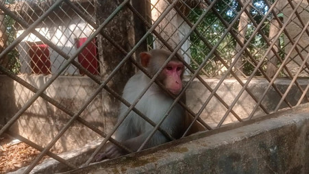 One of the four monkeys transferred to Dulahazara Safari Park today (3 February). Photo: Collected
