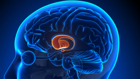 Representational Image of brain anatomy. Photo: Collected