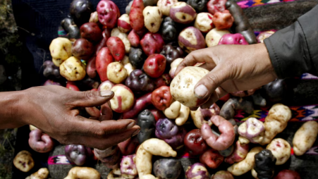 Quechua farmers display native potatoes at the International Potato Center (CIP) experimental station in the village of Aymara in the Andean highlands of Peru's Huancavelica region, which is 3,950 meters (12,959 feet) above sea level, May 28, 2007. Photo: REUTERS/Mariana Bazo/File Photo