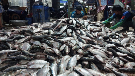 Fishmongers sorting hilsa fishes at Alipur fish landing station in Patuakhali on Wednesday. Photo: TBS