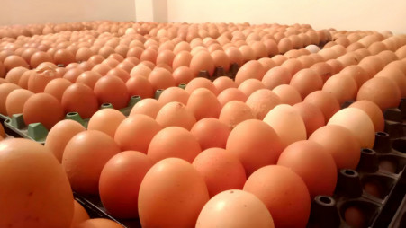 Imports recommended if egg price exceeds Tk150 per dozen