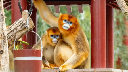 Golden snub-nosed monkeys. Photo: AP