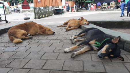 Despite the enactment of the Animal Welfare Act 2019, neither the killing nor the torture of stray animals has come to an end. Photo: TBS
