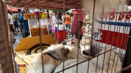 Two cats confined in a small cage, watching the foot traffic and sellers outside. Photo: Ashik Ullah Saad/TBS