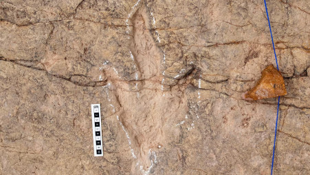 Three-toed, bipedal meat-eating dinosaurs known as theropods left their mark at the Carreras Pampas tracksite in Bolivia. Photo: Jeremy McLarty/Collected