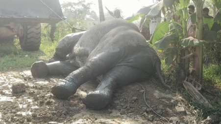 An injured elephant was rescued by the Fire Service, police and Forest Department personnel from a ditch in Sylhet. 18 January 2026. Photo: TBS