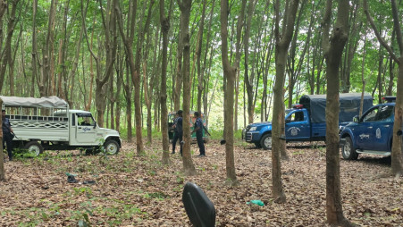 Plantation owner Ismail said the workers were taken from the rubber garden after being assaulted by a group of armed, masked men. Photo: TBS
