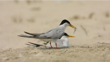 A pair of Little Tern attending chicks. Photo: Courtesy