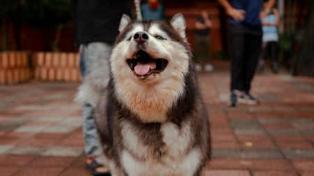 Allowing dogs in a public park reflects a gradual cultural shift in Dhaka, where pets are increasingly being recognised as part of urban life. Photo: Courtesy

