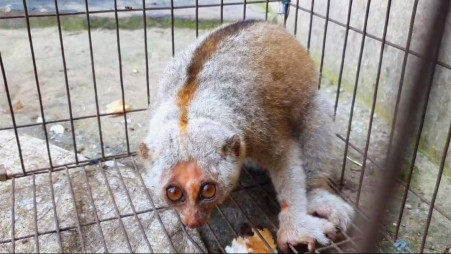 A rare slow loris was rescued in Cumilla. Photo: TBS