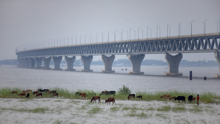 Cattle graze on the bank of the River Padma at Paschim Painpara near Jajira end of the Padma Bridge. Photo: Mumit M