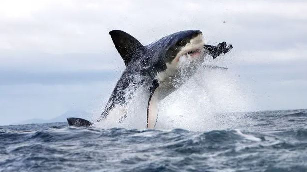 Jersey Shore Shark Attack - Wikipedia