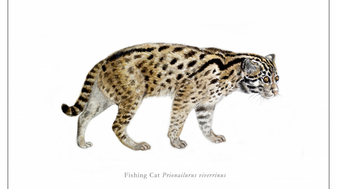 A tribute to the friends of the fishing cat