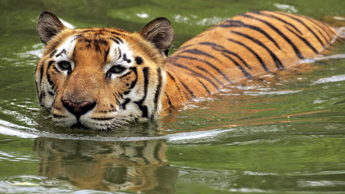 Habitat-Range – The Bengal Tiger