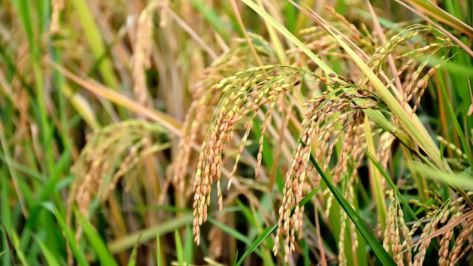 73% of Boro paddy harvested in Khulna region