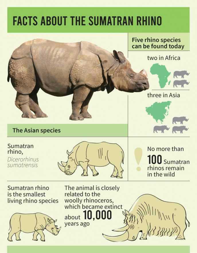 Rescue of critically endangered Sumatran rhino brings new hope for the  species