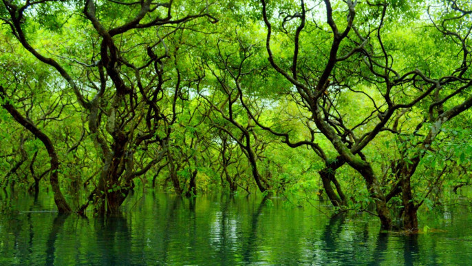Ratargul swamp forest in Syalhet. Photo: Collected