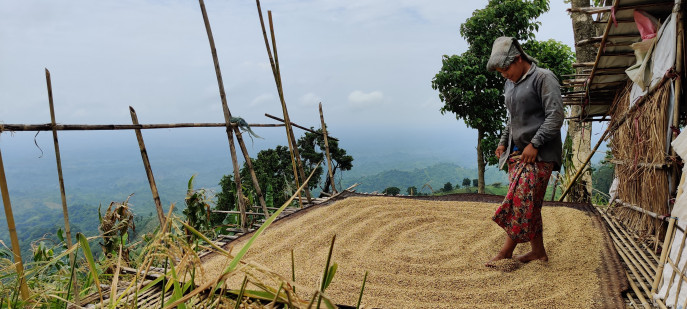 A jhum farmer dries his crops on a bamboo platform in front of a hut atop a hill. Despite a good harvest this season, hill farmers are moving towards commercial fruit farming. The photo was taken recently. Photo: Kamol Das 