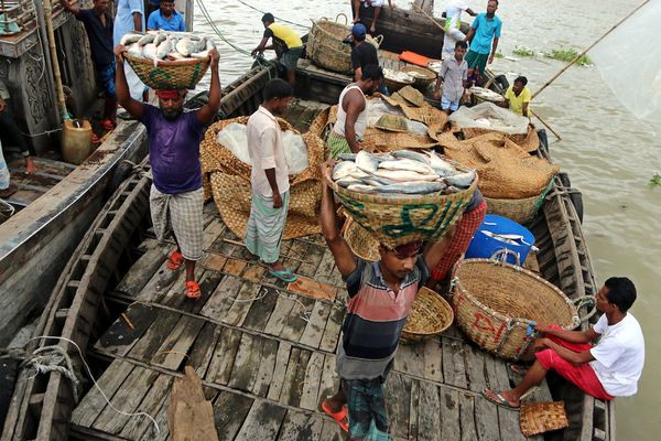 Bangladesh is one of the many countries where the use of small transponders is in progress.  Above, fishermen unload baskets in the city of Chandpur on September 7.  Photographer: Habibur Rahman / Eyepix Group / Barcroft Media / Getty Images / Bloomberg