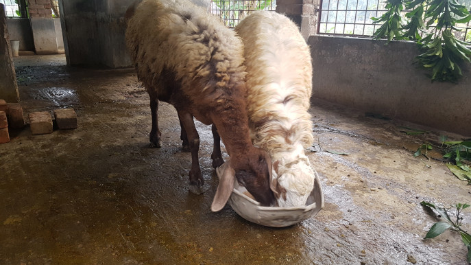Satkhira farmer's fat-tailed sheep risk paying off | undefined