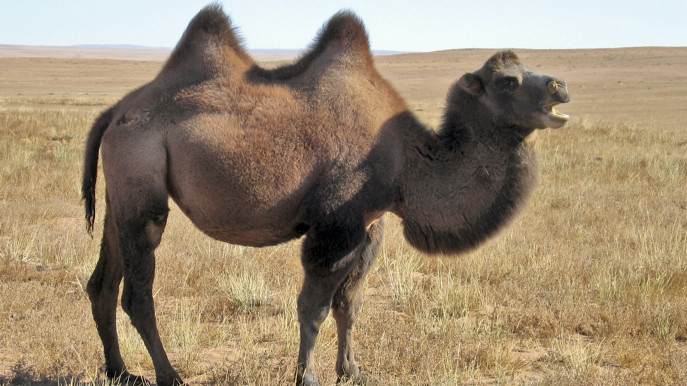 The Bactrian Camels of Ladakh