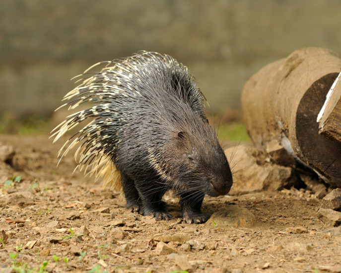 Lead_Does the Indian crested porcupine live in Bangladesh Photo iNaturalist