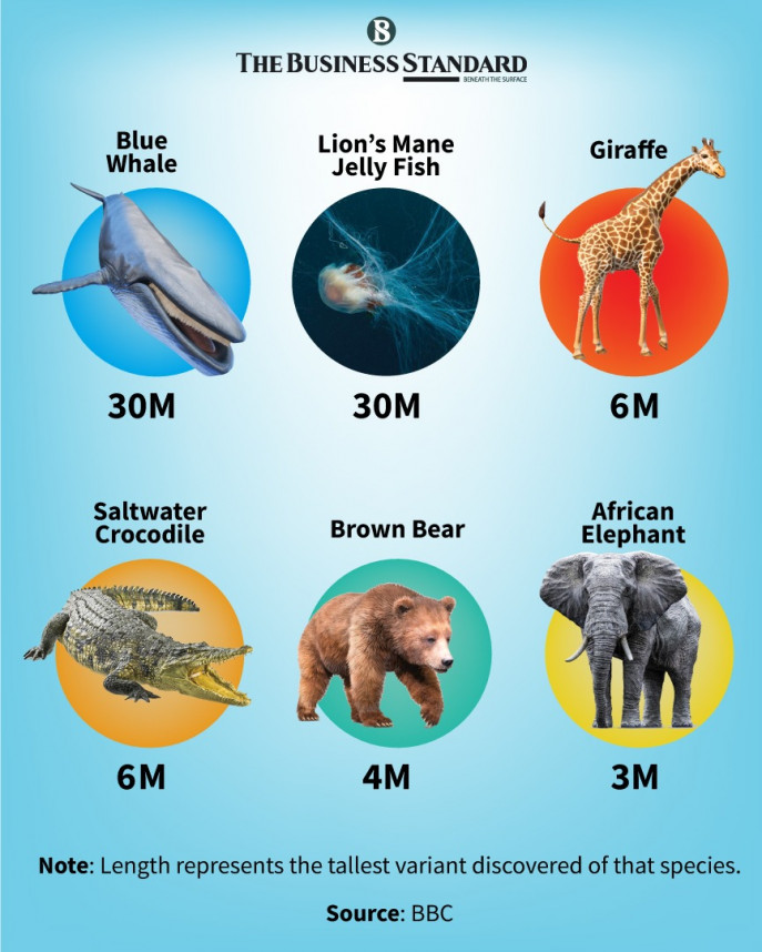 Worlds largest animals | undefined