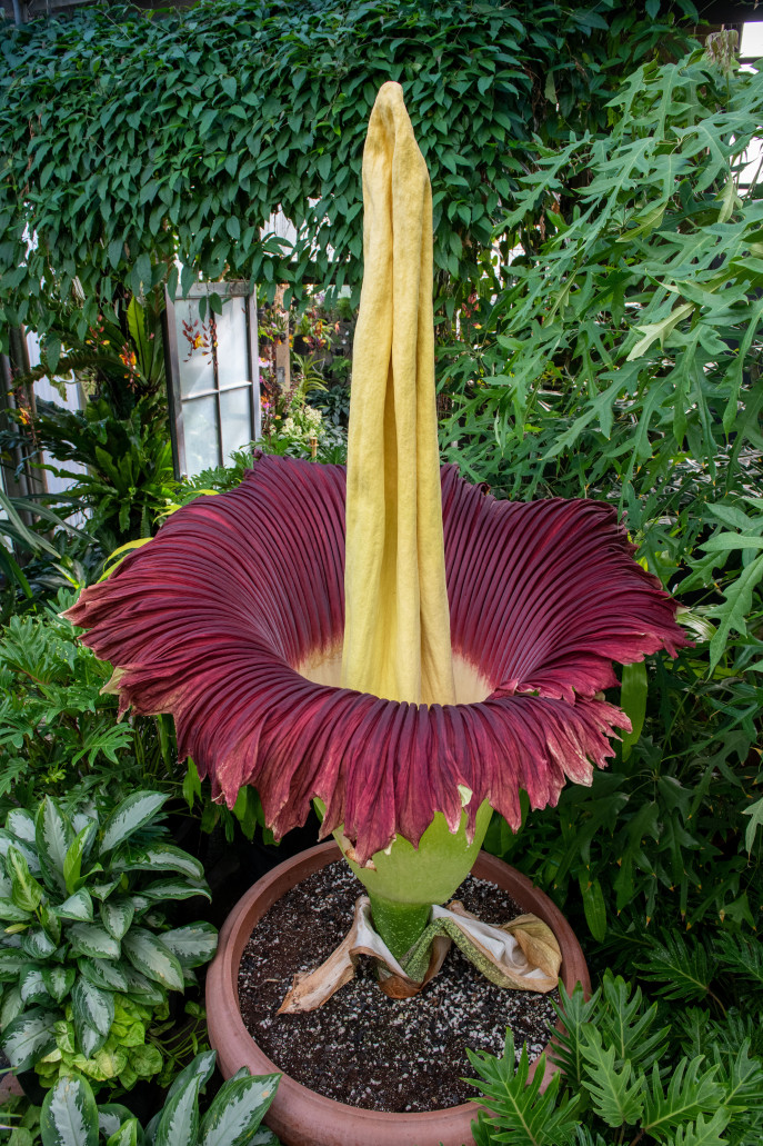 Aroids: The fascinating world of plants with strange flowers | The ...