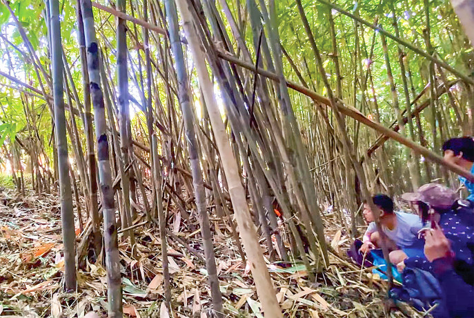 The video posted on Facebook shows the group taking refuge in a bamboo bush as the elephants walk by. PHOTO: SCREENGRAB