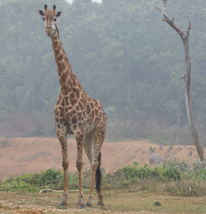 A giraffe at the safari park. Photo: Syed Zakir Hossain/TBS