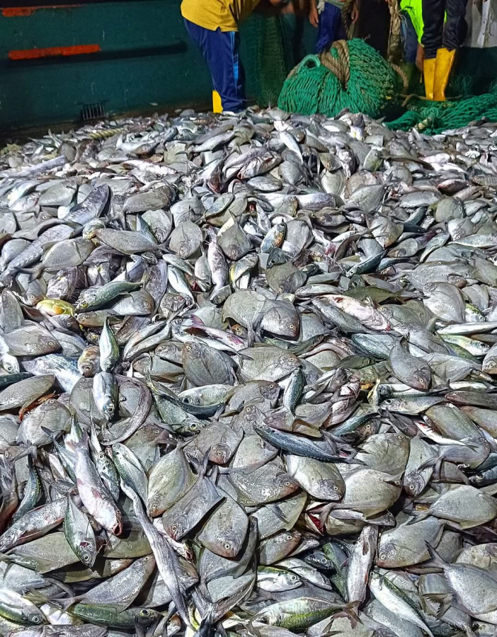 A huge group of Rupchada was caught one day. Photo: Shahid Sarkar