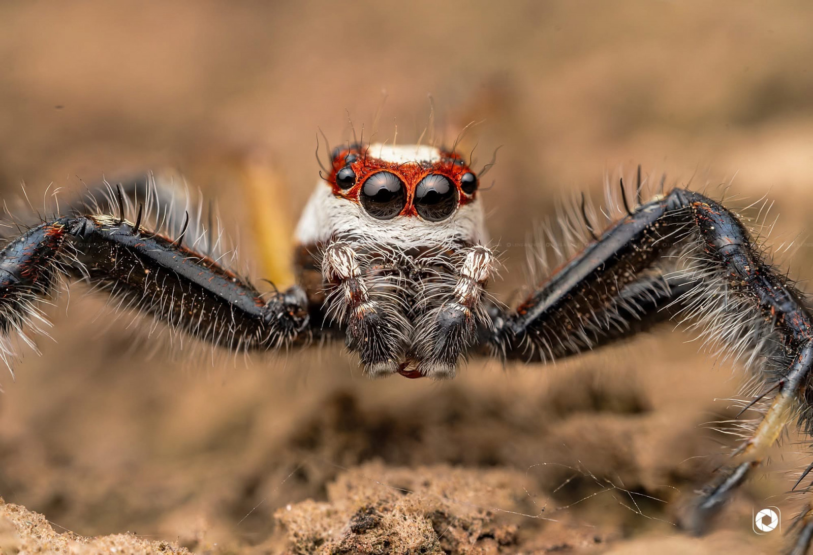  A jumping spider fixes its gaze on the camera, eight eyes emanating intelligence and curiosity.