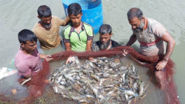 A huge quantity of ‘Bagda’ shrimp die in many enclosures in different areas of the district a few months back due to drought and virus attack, leading to the fall in production/ UNB
