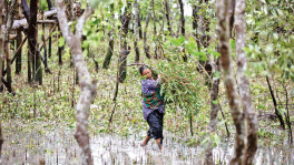 A woman collecting tree branches after the cyclone Bulbul at the Burigoalini village in Shyamnagar, Satkhira. The village is located on the northwestern fringe of the Sundarbans mangrove forest. Photo: Mumit M 