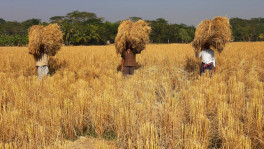 Paddy farmers sigh with relief