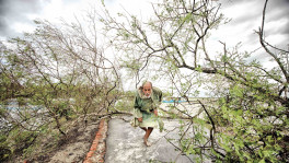 A man makes way through fallen trees on the road from Munshiganj to Burigoalini after cyclone Bulbul hit the coastal area last month. People in the coastal area live in constant fear of cyclones as the newly restored embankments there look feeble in the face of mighty storms. Photo: Mumit M