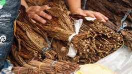 Thousands end up in tobacco farming as other crops fail