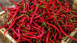 Red chillies rule Mollarhat market in Shariatpur