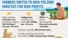 Aromatic rice: High-yielding varieties hold sway