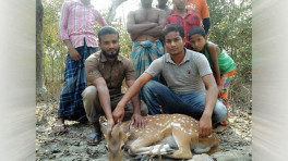 Deer of the Dhal Char and Crossdam forests are the worst victims of poachers, who are hunting them even amid the Covid-19 pandemic. Photo: Collected
