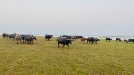‘Bathan’ or cattle herding, is a seasonal business in Hakaluki Haor, the largest haor in the country. Photo/TBS 