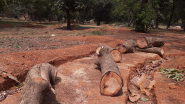 Recently more than 100 trees were chopped down to implement a project on Suhrawardy Udyan. Photo: Mumit M