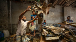 Rawhide being processed in a tannery. File Photo: Mumit M/TBS
