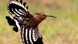  The noble Hoopoe, a search for God and a nasty family secret