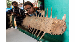 Studying sharks and rays in the Bay of Bengal
